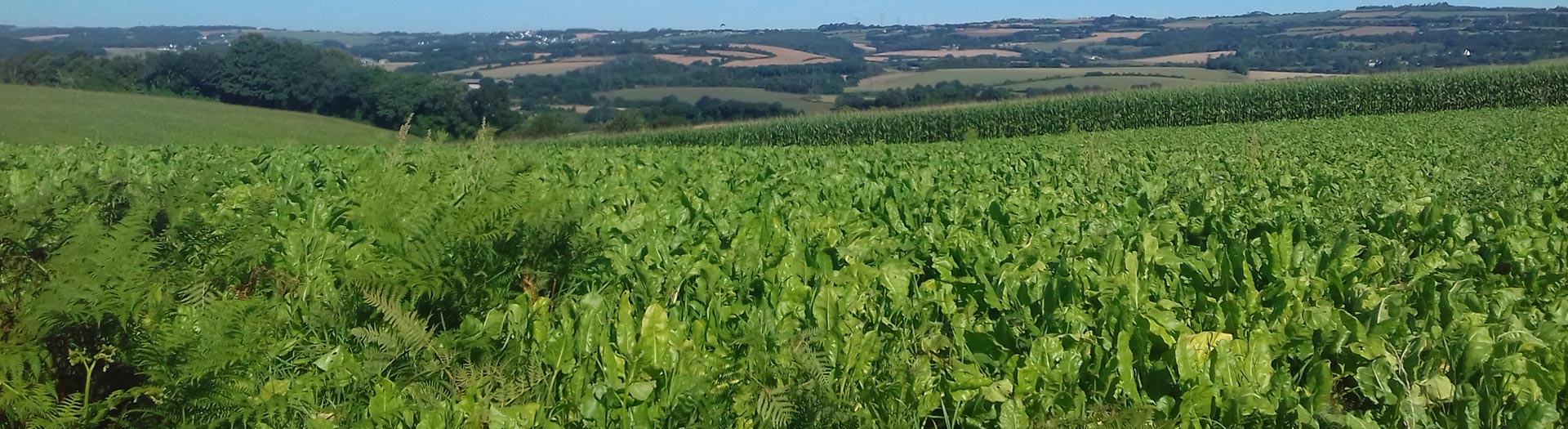 Traitement du lisier -  stattion d'épuration agriculture